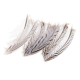 Maxbell 12 Pieces Natural Pheasant Feathers Wing Quill 15 - 20mm for DIY Crafting