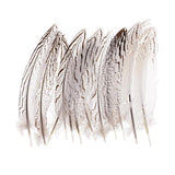 Maxbell 12 Pieces Natural Pheasant Feathers Wing Quill 15 - 20mm for DIY Crafting