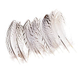Maxbell 12 Pieces Natural Pheasant Feathers Wing Quill 15 - 20mm for DIY Crafting