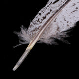 Maxbell 12 Pieces Natural Pheasant Feathers Wing Quill 15 - 20mm for DIY Crafting