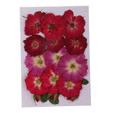 Maxbell Multiple Beautiful Real Pressed Flower Dried Flowers Rose Flowers for Art Craft Scrapbooking Resin Jewelry Craft Making Phone Case DIY - Aladdin Shoppers