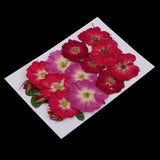 Maxbell Multiple Beautiful Real Pressed Flower Dried Flowers Rose Flowers for Art Craft Scrapbooking Resin Jewelry Craft Making Phone Case DIY - Aladdin Shoppers