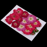 Maxbell Multiple Beautiful Real Pressed Flower Dried Flowers Rose Flowers for Art Craft Scrapbooking Resin Jewelry Craft Making Phone Case DIY - Aladdin Shoppers