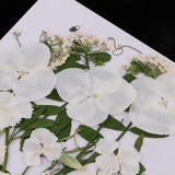 Maxbell Beautiful White Natural Pressed Dried Flowers Pressed Leaves For Scrapbooking Art Craft Epoxy Resin Jewelry Making DIY Phone Case Decorations - Aladdin Shoppers