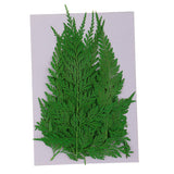 Maxbell 12 Pieces 11.5-13cm Long Real Pressed Leaves Dried Flower Embellishments for Card making Scrapbooking Art Crafts DIY Handmade Gifts Floral Decorations - Aladdin Shoppers
