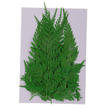 Maxbell 12 Pieces 11.5-13cm Long Real Pressed Leaves Dried Flower Embellishments for Card making Scrapbooking Art Crafts DIY Handmade Gifts Floral Decorations - Aladdin Shoppers