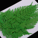 Maxbell 12 Pieces 11.5-13cm Long Real Pressed Leaves Dried Flower Embellishments for Card making Scrapbooking Art Crafts DIY Handmade Gifts Floral Decorations - Aladdin Shoppers