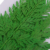 Maxbell 12 Pieces 11.5-13cm Long Real Pressed Leaves Dried Flower Embellishments for Card making Scrapbooking Art Crafts DIY Handmade Gifts Floral Decorations - Aladdin Shoppers