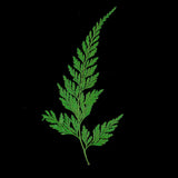 Maxbell 12 Pieces 11.5-13cm Long Real Pressed Leaves Dried Flower Embellishments for Card making Scrapbooking Art Crafts DIY Handmade Gifts Floral Decorations - Aladdin Shoppers