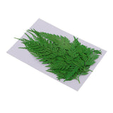 Maxbell 12 Pieces 11.5-13cm Long Real Pressed Leaves Dried Flower Embellishments for Card making Scrapbooking Art Crafts DIY Handmade Gifts Floral Decorations - Aladdin Shoppers