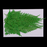 Maxbell 12 Pieces 11.5-13cm Long Real Pressed Leaves Dried Flower Embellishments for Card making Scrapbooking Art Crafts DIY Handmade Gifts Floral Decorations - Aladdin Shoppers