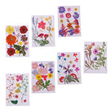 Maxbell Multiple Beautiful Real Pressed Flower Natural Dried Flowers for Arts Crafts Scrapbooking Resin Jewelry Craft Making Phone Case DIY Materials - Aladdin Shoppers