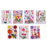 Maxbell Multiple Beautiful Real Pressed Flower Natural Dried Flowers for Arts Crafts Scrapbooking Resin Jewelry Craft Making Phone Case DIY Materials - Aladdin Shoppers