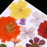 Maxbell Multiple Beautiful Real Pressed Flower Natural Dried Flowers for Arts Crafts Scrapbooking Resin Jewelry Craft Making Phone Case DIY Materials - Aladdin Shoppers