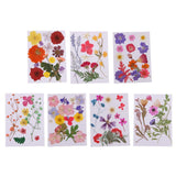 Maxbell Multiple Beautiful Real Pressed Flower Natural Dried Flowers for Arts Crafts Scrapbooking Resin Jewelry Craft Making Phone Case DIY Materials - Aladdin Shoppers