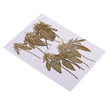 Maxbell 12 Pcs Natural Dried Pressed Flowers Delphinium For DIY Scrapbooking Crafts - Aladdin Shoppers