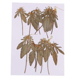 Maxbell 12 Pcs Natural Dried Pressed Flowers Delphinium For DIY Scrapbooking Crafts - Aladdin Shoppers