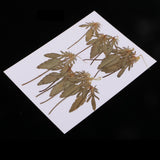 Maxbell 12 Pcs Natural Dried Pressed Flowers Delphinium For DIY Scrapbooking Crafts - Aladdin Shoppers