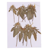 Maxbell 12 Pcs Natural Dried Pressed Flowers Delphinium For DIY Scrapbooking Crafts - Aladdin Shoppers