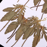 Maxbell 12 Pcs Natural Dried Pressed Flowers Delphinium For DIY Scrapbooking Crafts - Aladdin Shoppers