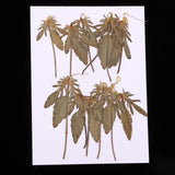 Maxbell 12 Pcs Natural Dried Pressed Flowers Delphinium For DIY Scrapbooking Crafts - Aladdin Shoppers