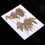 Maxbell 12 Pcs Natural Dried Pressed Flowers Delphinium For DIY Scrapbooking Crafts - Aladdin Shoppers