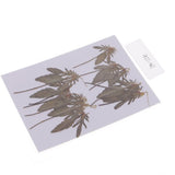 Maxbell 12 Pcs Natural Dried Pressed Flowers Delphinium For DIY Scrapbooking Crafts - Aladdin Shoppers