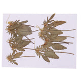 Maxbell 12 Pcs Natural Dried Pressed Flowers Delphinium For DIY Scrapbooking Crafts - Aladdin Shoppers