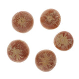 Maxbell 5x Real Dried Small Mushroom Photo Props Natural Ornaments Garden Home Decor - Aladdin Shoppers
