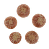Maxbell 5x Real Dried Small Mushroom Photo Props Natural Ornaments Garden Home Decor - Aladdin Shoppers