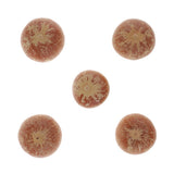 Maxbell 5x Real Dried Small Mushroom Photo Props Natural Ornaments Garden Home Decor - Aladdin Shoppers