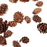 Maxbell 50 Pieces Mixed Size Mini Natural Rustic Dried Pine Cones In Bulk For Christmas Party Ornament Florists Gift Wrapping Decoration - Aladdin Shoppers
