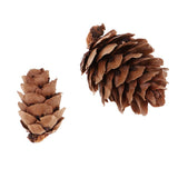 Maxbell 50 Pieces Mixed Size Mini Natural Rustic Dried Pine Cones In Bulk For Christmas Party Ornament Florists Gift Wrapping Decoration - Aladdin Shoppers