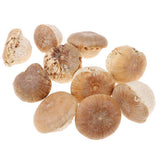 Maxbell Unique Table Decor Ornaments Natural Dried Plants Mushroom Style Crafts Supply 20-30mm - Aladdin Shoppers