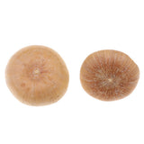 Maxbell Unique Table Decor Ornaments Natural Dried Plants Mushroom Style Crafts Supply 20-30mm - Aladdin Shoppers