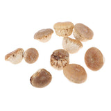 Maxbell Unique Table Decor Ornaments Natural Dried Plants Mushroom Style Crafts Supply 20-30mm - Aladdin Shoppers