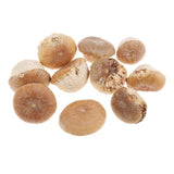 Maxbell Unique Table Decor Ornaments Natural Dried Plants Mushroom Style Crafts Supply 20-30mm - Aladdin Shoppers