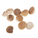 Maxbell Unique Table Decor Ornaments Natural Dried Plants Mushroom Style Crafts Supply 20-30mm - Aladdin Shoppers