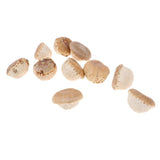 Maxbell Unique Table Decor Ornaments Natural Dried Plants Mushroom Style Crafts Supply 20-30mm - Aladdin Shoppers