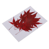 Maxbell 12 Pieces Natural Pressed Dried Flower Leaves Red Maple Leaf Embellishment for Card Making DIY Phone Case Decoration 4-4.5cm - Aladdin Shoppers