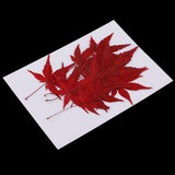 Maxbell 12 Pieces Natural Pressed Dried Flower Leaves Red Maple Leaf Embellishment for Card Making DIY Phone Case Decoration 4-4.5cm - Aladdin Shoppers