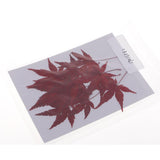 Maxbell 12 Pieces Natural Pressed Dried Flower Leaves Red Maple Leaf Embellishment for Card Making DIY Phone Case Decoration 4-4.5cm - Aladdin Shoppers
