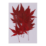 Maxbell 12 Pieces Natural Pressed Dried Flower Leaves Red Maple Leaf Embellishment for Card Making DIY Phone Case Decoration 4-4.5cm - Aladdin Shoppers