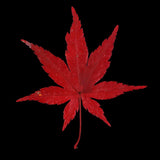 Maxbell 12 Pieces Natural Pressed Dried Flower Leaves Red Maple Leaf Embellishment for Card Making DIY Phone Case Decoration 4-4.5cm - Aladdin Shoppers