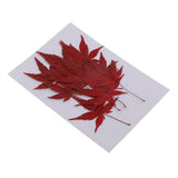 Maxbell 12 Pieces Natural Pressed Dried Flower Leaves Red Maple Leaf Embellishment for Card Making DIY Phone Case Decoration 4-4.5cm - Aladdin Shoppers