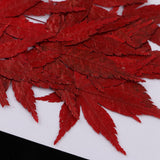 Maxbell 12 Pieces Natural Pressed Dried Flower Leaves Red Maple Leaf Embellishment for Card Making DIY Phone Case Decoration 4-4.5cm - Aladdin Shoppers