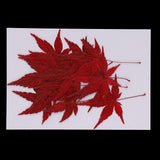 Maxbell 12 Pieces Natural Pressed Dried Flower Leaves Red Maple Leaf Embellishment for Card Making DIY Phone Case Decoration 4-4.5cm - Aladdin Shoppers