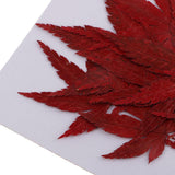 Maxbell 12 Pieces Natural Pressed Dried Flower Leaves Red Maple Leaf Embellishment for Card Making DIY Phone Case Decoration 4-4.5cm - Aladdin Shoppers