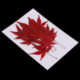 Maxbell 12 Pieces Natural Pressed Dried Flower Leaves Red Maple Leaf Embellishment for Card Making DIY Phone Case Decoration 4-4.5cm - Aladdin Shoppers