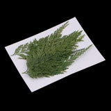 Maxbell 12 Pieces 7-8cm Length Real Pressed Leaves Dried Flowers Embellishments for Card making Scrapbooking Art Crafts DIY Handmade Floral Decorations - Aladdin Shoppers